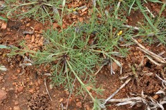 Glossocardia bosvallia